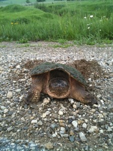 snapping_turtle_600x800