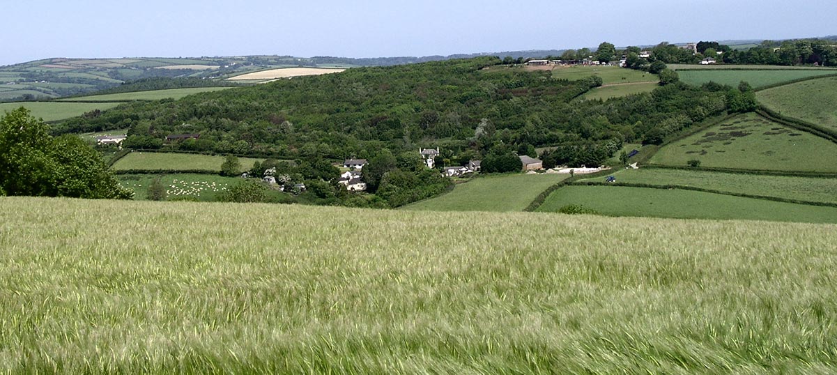 Wheat field in England